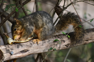 Filename=DSC_0617.JPG
Filesize=20145KiB
Dimensions=7360x4912
Date added=Sep 27, 2019 DSC_0617.JPG