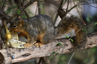 Filename=DSC_0618.JPG
Filesize=20041KiB
Dimensions=7360x4912
Date added=Sep 27, 2019 DSC_0618.JPG