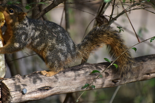 Filename=DSC_0621.JPG
Filesize=19919KiB
Dimensions=7360x4912
Date added=Sep 27, 2019 DSC_0621.JPG