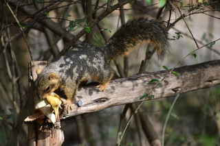 Filename=DSC_0624.JPG
Filesize=18373KiB
Dimensions=7360x4912
Date added=Sep 27, 2019 DSC_0624.JPG