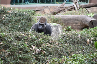 Filename=DSC_0629.JPG
Filesize=22301KiB
Dimensions=7360x4912
Date added=Sep 27, 2019 DSC_0629.JPG