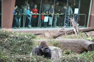 Filename=DSC_0630.JPG
Filesize=19621KiB
Dimensions=7360x4912
Date added=Sep 27, 2019 DSC_0630.JPG