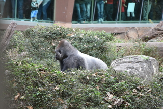 Filename=DSC_0632.JPG
Filesize=21437KiB
Dimensions=7360x4912
Date added=Sep 27, 2019 DSC_0632.JPG