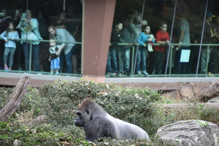 Filename=DSC_0633.JPG
Filesize=19652KiB
Dimensions=7360x4912
Date added=Sep 27, 2019 DSC_0633.JPG