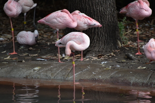 Filename=DSC_0643.JPG
Filesize=17333KiB
Dimensions=7360x4912
Date added=Sep 27, 2019 DSC_0643.JPG