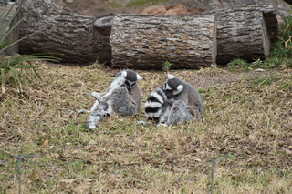 Filename=DSC_0646.JPG
Filesize=21611KiB
Dimensions=7360x4912
Date added=Sep 27, 2019 DSC_0646.JPG