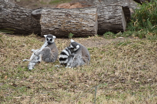 Filename=DSC_0647.JPG
Filesize=21965KiB
Dimensions=7360x4912
Date added=Sep 27, 2019 DSC_0647.JPG