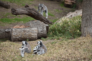 Filename=DSC_0649.JPG
Filesize=21136KiB
Dimensions=7360x4912
Date added=Sep 27, 2019 DSC_0649.JPG