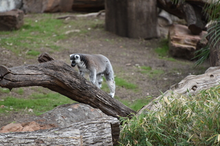 Filename=DSC_0650.JPG
Filesize=19781KiB
Dimensions=7360x4912
Date added=Sep 27, 2019 DSC_0650.JPG