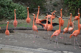 Filename=DSC_0656.JPG
Filesize=20122KiB
Dimensions=7360x4912
Date added=Sep 27, 2019 DSC_0656.JPG