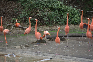 Filename=DSC_0657.JPG
Filesize=20777KiB
Dimensions=7360x4912
Date added=Sep 27, 2019 DSC_0657.JPG