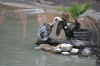 Filename=DSC_0661.JPG
Filesize=18652KiB
Dimensions=7360x4912
Date added=Sep 27, 2019 DSC_0661.JPG