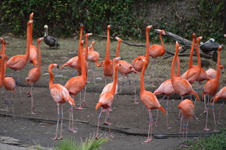 Filename=DSC_0663.JPG
Filesize=18736KiB
Dimensions=7360x4912
Date added=Sep 27, 2019 DSC_0663.JPG