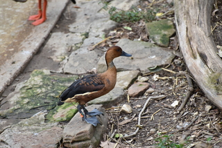 Filename=DSC_0665.JPG
Filesize=19315KiB
Dimensions=7360x4912
Date added=Sep 27, 2019 DSC_0665.JPG