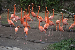 Filename=DSC_0668.JPG
Filesize=20282KiB
Dimensions=7360x4912
Date added=Sep 27, 2019 DSC_0668.JPG