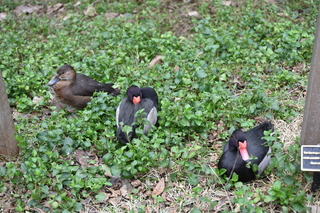 Filename=DSC_0669.JPG
Filesize=21078KiB
Dimensions=7360x4912
Date added=Sep 27, 2019 DSC_0669.JPG