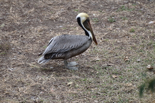 Filename=DSC_0679.JPG
Filesize=23870KiB
Dimensions=7360x4912
Date added=Sep 27, 2019 DSC_0679.JPG