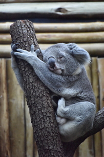 Filename=DSC_0684.JPG
Filesize=20171KiB
Dimensions=4912x7360
Date added=Sep 27, 2019 DSC_0684.JPG