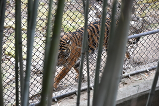 Filename=DSC_0685.JPG
Filesize=20595KiB
Dimensions=7360x4912
Date added=Sep 27, 2019 DSC_0685.JPG