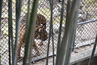 Filename=DSC_0686.JPG
Filesize=20757KiB
Dimensions=7360x4912
Date added=Sep 27, 2019 DSC_0686.JPG