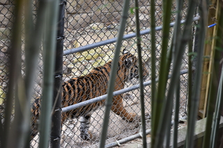 Filename=DSC_0687.JPG
Filesize=20768KiB
Dimensions=7360x4912
Date added=Sep 27, 2019 DSC_0687.JPG