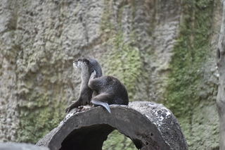 Filename=DSC_0688.JPG
Filesize=21015KiB
Dimensions=7360x4912
Date added=Sep 27, 2019 DSC_0688.JPG