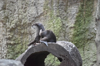 Filename=DSC_0689.JPG
Filesize=20641KiB
Dimensions=7360x4912
Date added=Sep 27, 2019 DSC_0689.JPG