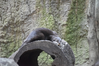 Filename=DSC_0690.JPG
Filesize=20765KiB
Dimensions=7360x4912
Date added=Sep 27, 2019 DSC_0690.JPG