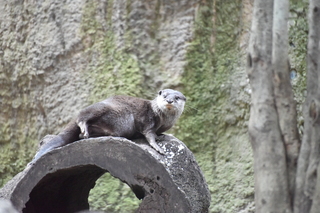 Filename=DSC_0691.JPG
Filesize=20752KiB
Dimensions=7360x4912
Date added=Sep 27, 2019 DSC_0691.JPG