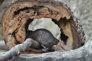 Filename=DSC_0697.JPG
Filesize=21406KiB
Dimensions=7360x4912
Date added=Sep 27, 2019 DSC_0697.JPG