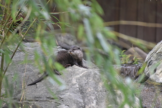 Filename=DSC_0699.JPG
Filesize=20306KiB
Dimensions=7360x4912
Date added=Sep 27, 2019 DSC_0699.JPG