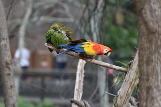 Filename=DSC_0702.JPG
Filesize=17200KiB
Dimensions=7360x4912
Date added=Sep 27, 2019 DSC_0702.JPG