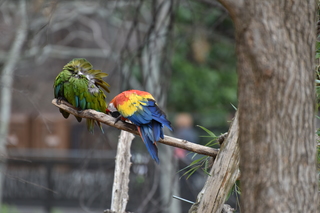 Filename=DSC_0704.JPG
Filesize=17439KiB
Dimensions=7360x4912
Date added=Sep 27, 2019 DSC_0704.JPG