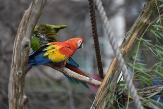 Filename=DSC_0705.JPG
Filesize=17285KiB
Dimensions=7360x4912
Date added=Sep 27, 2019 DSC_0705.JPG