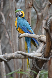 Filename=DSC_0713.JPG
Filesize=14640KiB
Dimensions=4912x7360
Date added=Sep 27, 2019 DSC_0713.JPG