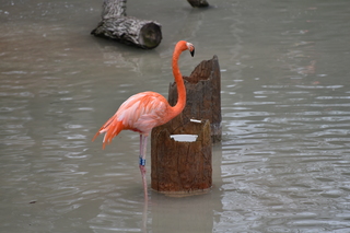 Filename=DSC_0714.JPG
Filesize=17263KiB
Dimensions=7360x4912
Date added=Sep 27, 2019 DSC_0714.JPG