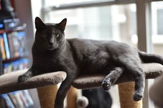 Filename=DSC_0718.JPG
Filesize=15179KiB
Dimensions=7360x4912
Date added=Sep 27, 2019 DSC_0718.JPG