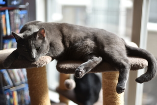 Filename=DSC_0721.JPG
Filesize=15519KiB
Dimensions=7360x4912
Date added=Sep 27, 2019 DSC_0721.JPG