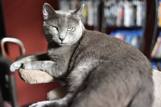 Filename=DSC_0722.JPG
Filesize=16471KiB
Dimensions=7360x4912
Date added=Sep 27, 2019 DSC_0722.JPG