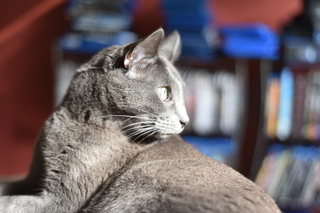 Filename=DSC_0725.JPG
Filesize=16799KiB
Dimensions=7360x4912
Date added=Sep 27, 2019 DSC_0725.JPG