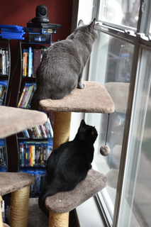 Filename=DSC_0728.JPG
Filesize=14104KiB
Dimensions=4912x7360
Date added=Sep 27, 2019 DSC_0728.JPG