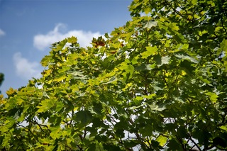 Filename=DSC_2469.jpg
Filesize=7042KiB
Dimensions=7360x4912
Date added=Sep 27, 2019 DSC_2469.jpg