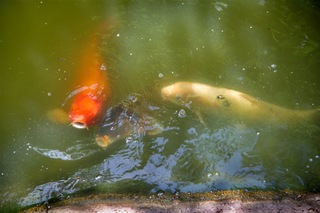 Filename=DSC_2475.jpg
Filesize=5011KiB
Dimensions=7360x4912
Date added=Sep 27, 2019 DSC_2475.jpg