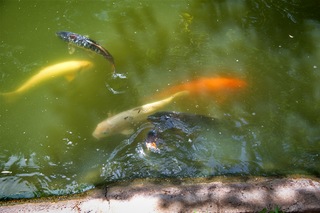 Filename=DSC_2476.jpg
Filesize=6522KiB
Dimensions=7360x4912
Date added=Sep 27, 2019 DSC_2476.jpg