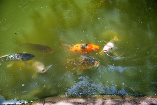 Filename=DSC_2477.jpg
Filesize=5218KiB
Dimensions=7360x4912
Date added=Sep 27, 2019 DSC_2477.jpg