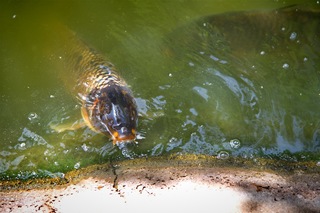 Filename=DSC_2481.jpg
Filesize=6913KiB
Dimensions=7360x4912
Date added=Sep 27, 2019 DSC_2481.jpg