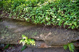 Filename=DSC_2486.jpg
Filesize=11890KiB
Dimensions=7360x4912
Date added=Sep 27, 2019 DSC_2486.jpg