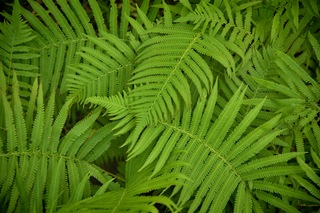 Filename=DSC_2500.jpg
Filesize=8649KiB
Dimensions=7360x4912
Date added=Sep 27, 2019 DSC_2500.jpg