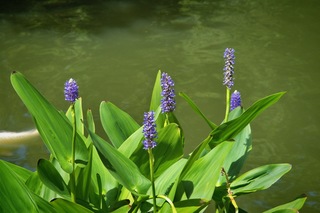 Filename=DSC_2503.jpg
Filesize=16765KiB
Dimensions=7360x4912
Date added=Sep 27, 2019 DSC_2503.jpg