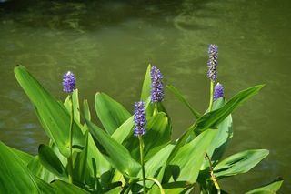 Filename=DSC_2504.jpg
Filesize=17439KiB
Dimensions=7360x4912
Date added=Sep 27, 2019 DSC_2504.jpg